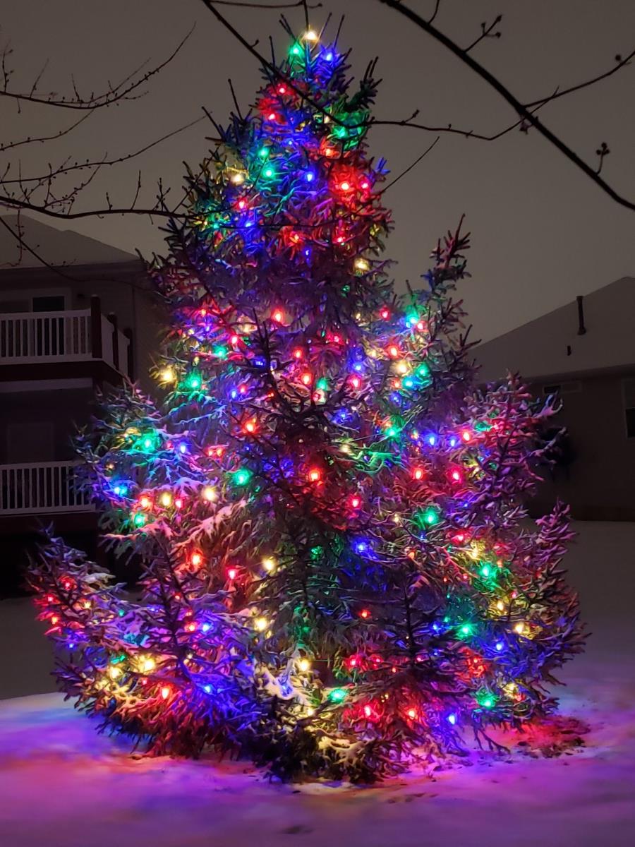 multicolored lighting on front yard tree